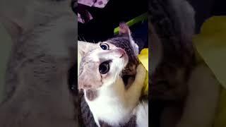CAT CUTENESS  PART -1