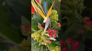 Экзотические цветы
