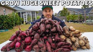 Mindblowing SWEET POTATO Harvest! Watch How I Did It