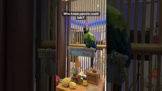 A Talking Parrot In A Cruise Ship Bar!  #cruiseship #allureoftheseas