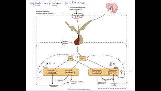 Hypothalamus-pituitary-gonadal axis