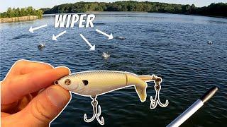 Whopper Plopper vs. Angry Wiper and White Bass Schools (Topwater Fishing for Wipers and White Bass)