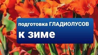 Подготовка гладиолусов к зиме. Что делать, если нет подвала?! Как хранить луковицы.