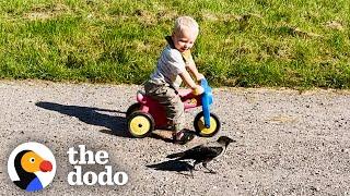 Crow Named Russell Waits For His Favorite Kid To Get Home From School | The Dodo