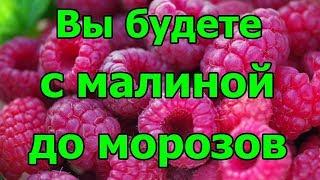 Вы будете с малиной до морозов.