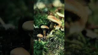 Леонид Гнип - Тихий лес #shorts