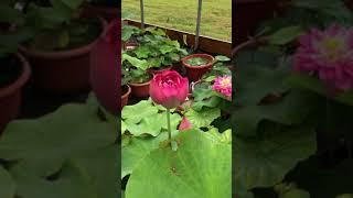 Lotus at our greenhouse at Bergen WaterGardens