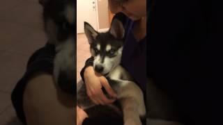 Baby Husky HATES kisses haha...