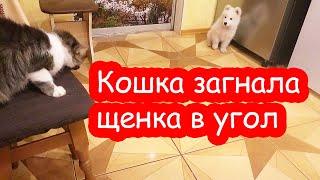 VLOG Думаем как зимовать Лимону. Настя уехала