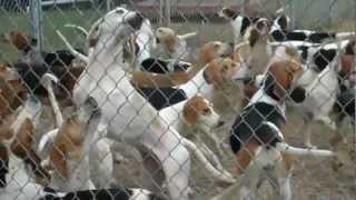 Foxhounds Sound Off