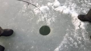 Pike fishing, Catching big pike in ice fishing