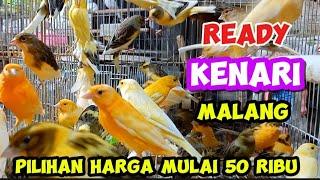 update harga kenari terbaru mulai harga 50 ribu/grosir kenari malang