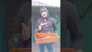 огородный лайфхак от Евгенича