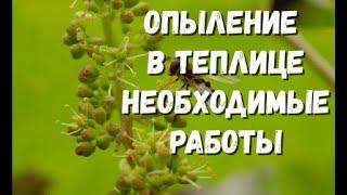 Результаты опыления в теплице. Необходимые работы