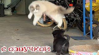 Приколы с котами! - С ОЗВУЧКОЙ! Смешные видео про котов! Самые смешные животные!