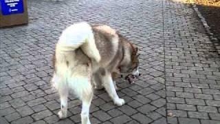 Giant Alaskan Malamute Koda wrestling with Titan