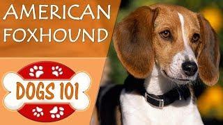 Dogs 101 - AMERICAN FOXHOUND - Top Dog Facts About the AMERICAN FOXHOUND