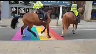 Police Horses Spooked By LGBT Rainbow Colour