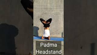 Padma Sirsasana | Lotus Headstand | Advanced Yoga Poses | Yoga and Fitness With Shiva #yoga