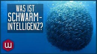 Was ist Schwarmintelligenz?