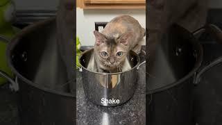 Very cool! #cat #entertaininganimals #funnyanimal #funnycat #catsofyoutube