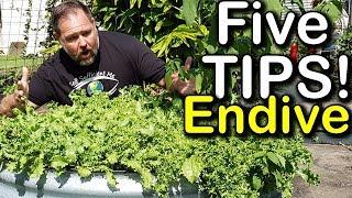 5 Tips How to Grow a Ton of ENDIVE in Just One Raised Bed Container