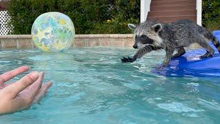 Baby Raccoon's First Swim Lesson!