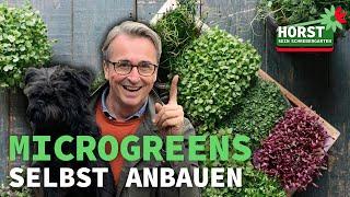 Die besten Superfood Microgreens ganz einfach selbst anbauen | Horst sein Schrebergarten