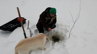 Рыбалка на налима / Сегодня река одарила уловом / Без рыбы мы точно сегодня не останемся