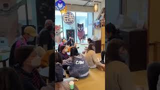 Shiba inu cafe in Shibuya Japan #japan #shibainu #dogcafe