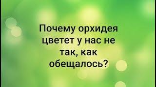 ПОЧЕМУ орхидея ЦВЕТЕТ НЕ ТАК, как мы ожидали?