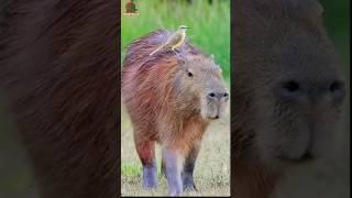 planet zoo capybara habitat | capybara in the wild | capybara youtube