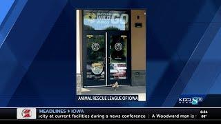ARL of Iowa rescues 'confused hen' found outside Buffalo Wild Wings doors in Des Moines