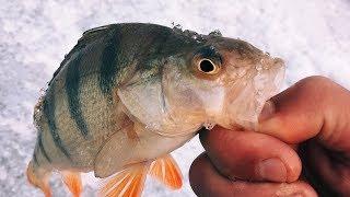 ПО НАСТОЯЩЕМУ ПОСЛЕДНИЙ ЛЁД | Рыбалка с FishingSib
