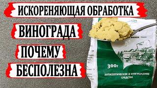  ОТ ИСКОРЕНЯЮЩЕЙ ОБРАБОТКИ винограда давно уже НЕТ ТОЛКУ. Чем обработать виноград в зиму?