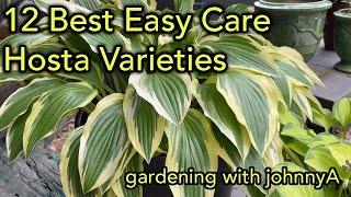 12 Best Easy Care  Hostas | Must Have,, Fast Growing Hosta Varieties for Garden and Container