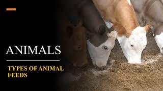 Animals: Type of Animal Feeds #Class6,7&8 https://www.facebook.com/StudyRoomke-108005644043747