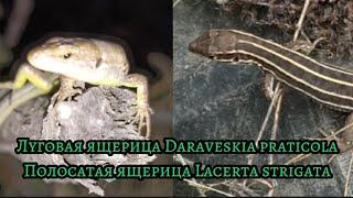 Daraveskia praticola and Lacerta strigata