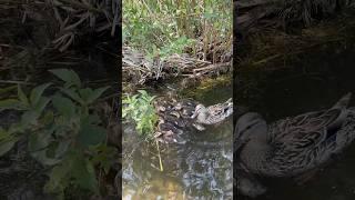 A Few Northern Pike Baits Swimming Close To My Kayak #fish #nature #outdoors #fishing #pike