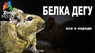 Белка Дегу - Все о виде грызуна | Вид грызуна - Белка Дегу