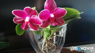 Орхидея phalaenopsis Sogo Relex 1671. Домашнее цветение в системе с просушкой