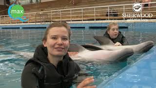 Alena`s Praktikum bei my dolphins