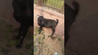 Lucknow nimbu park mandi | Jamunapari andul goat | #bakraeidspecial #shorts