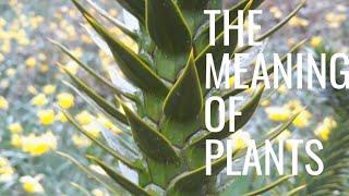 Monkey Puzzle Tree - The meaning of plants