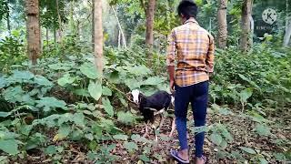 Oho amazing man with his goat cute boy murraha goat veloge video#goat vs man