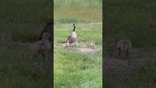 #usa #naturesvoice #birds #explortheworld #vibes #calm #beautiful #travel