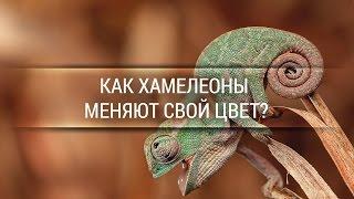 Как хамелеоны меняют свой цвет? [Veritasium]