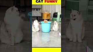 Cat Comedy #pets #funny #ytshorts #kitten #viral