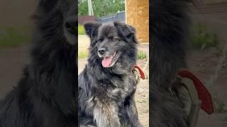 Построил собачий коттедж