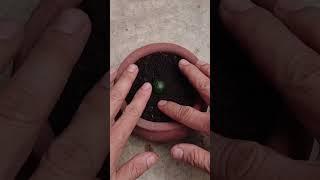 Kumquat tree  propagation in soil by fruit cutting #shorts